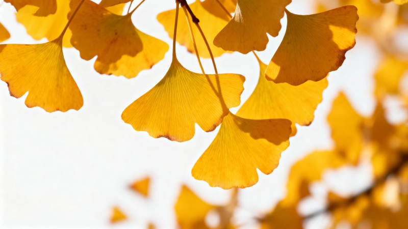 秋阳下的金黄银杏叶图片