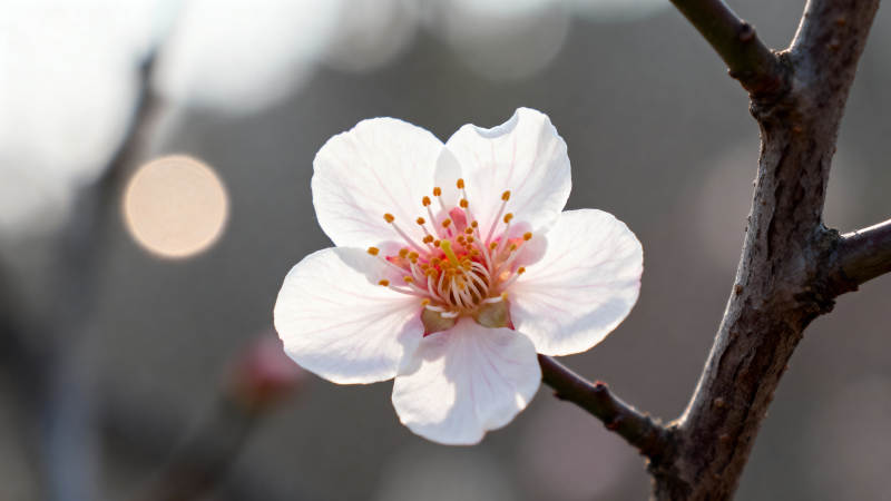 枝头白梅绽 春意悄然来图片