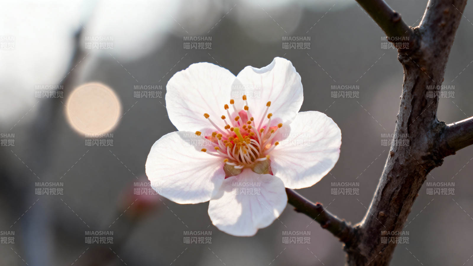 枝头白梅绽 春意悄然来图片