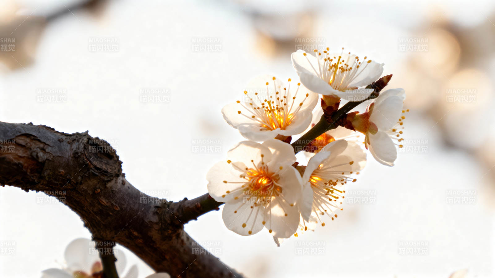 枝头白花迎春开图片