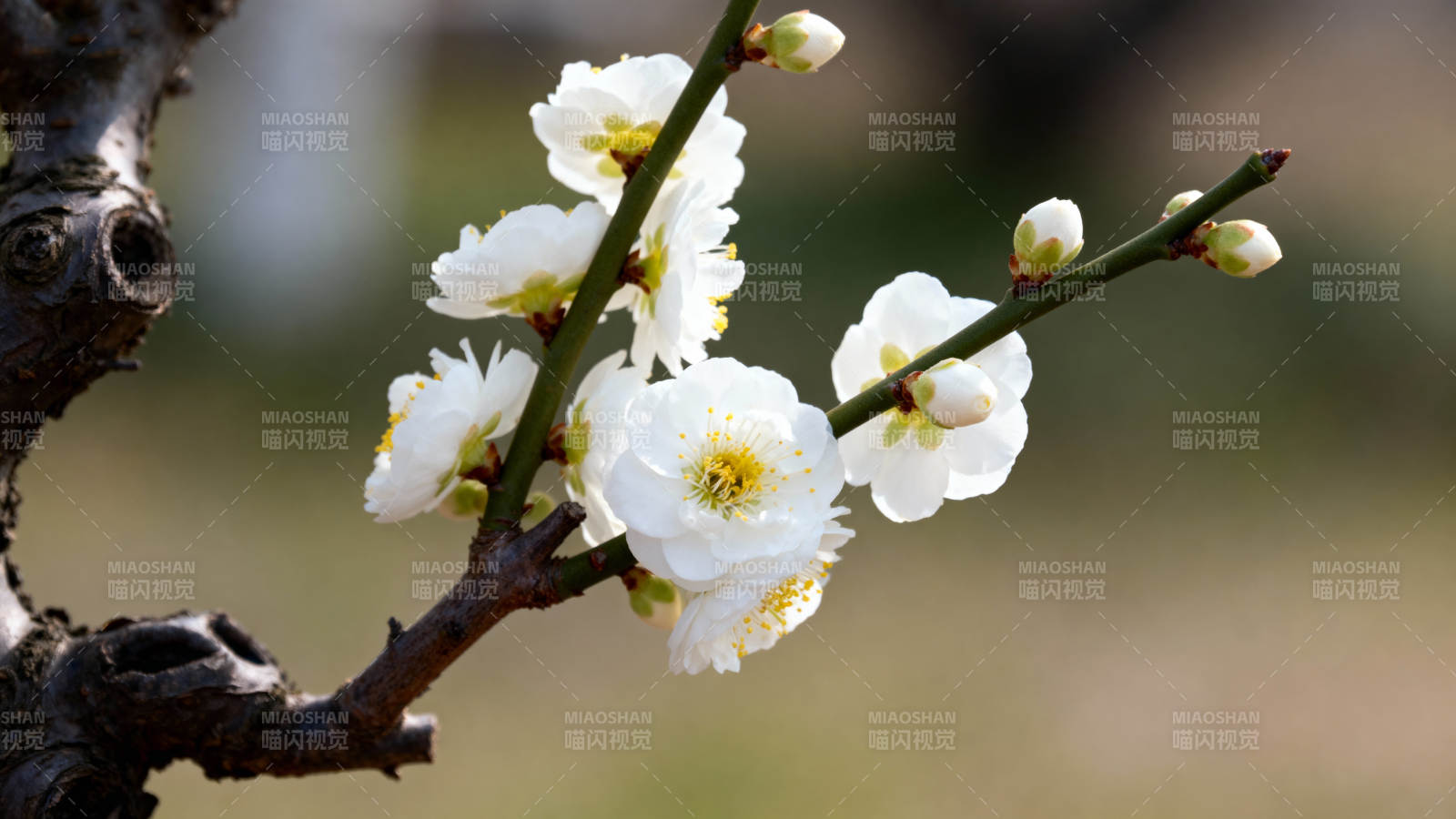 梅花初绽 枝头报春图片