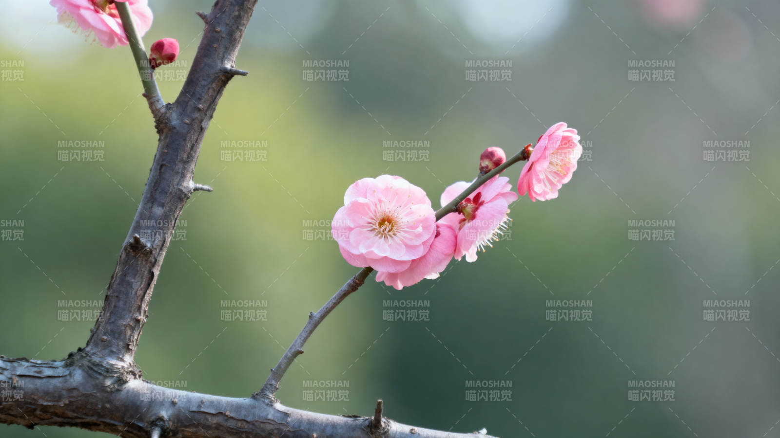 枝头粉梅初绽 春意悄然来图片