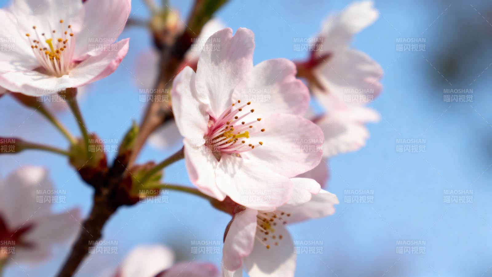 樱花绽放 春意盎然图片
