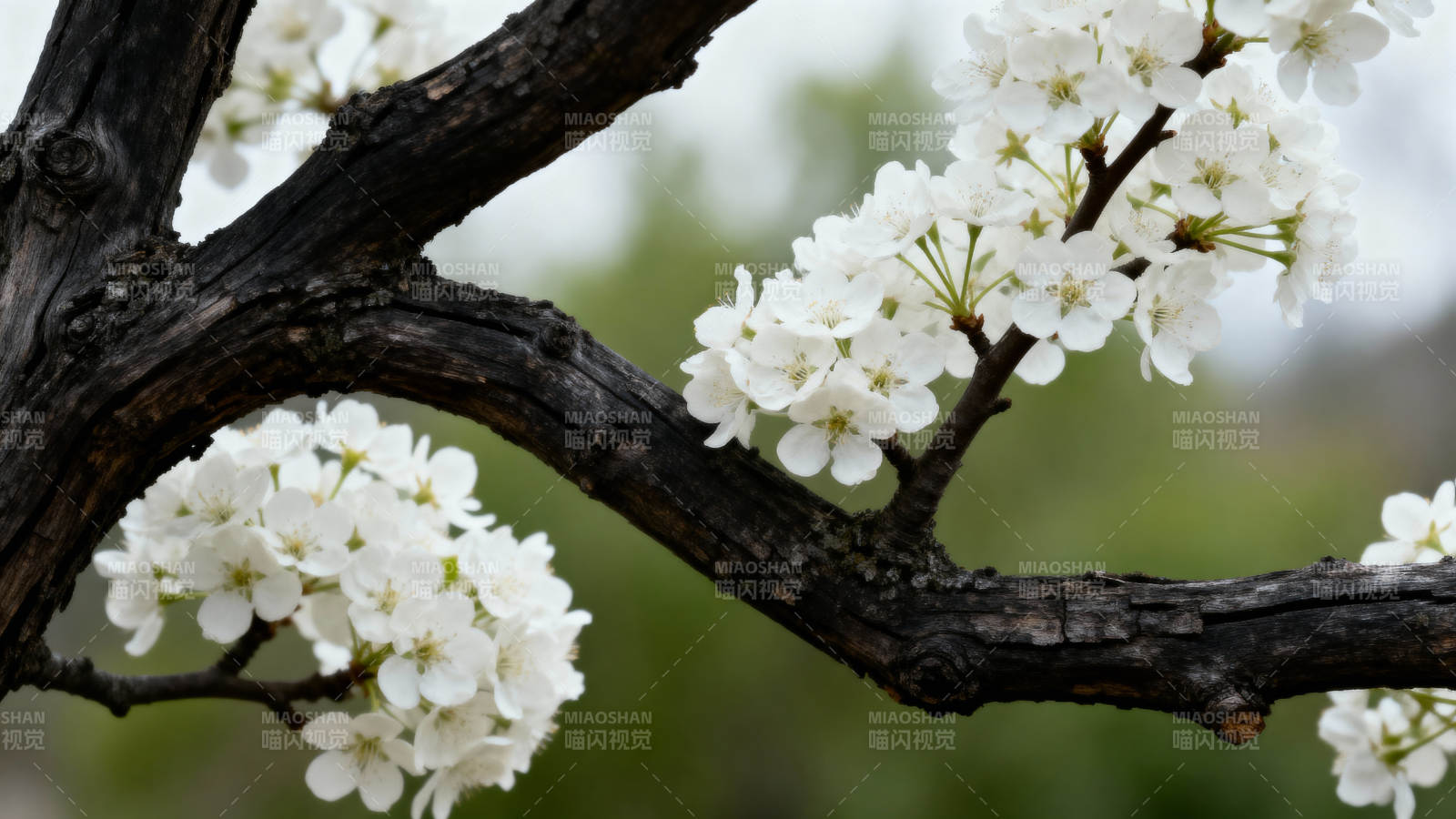 梨花绽放枝头白图片