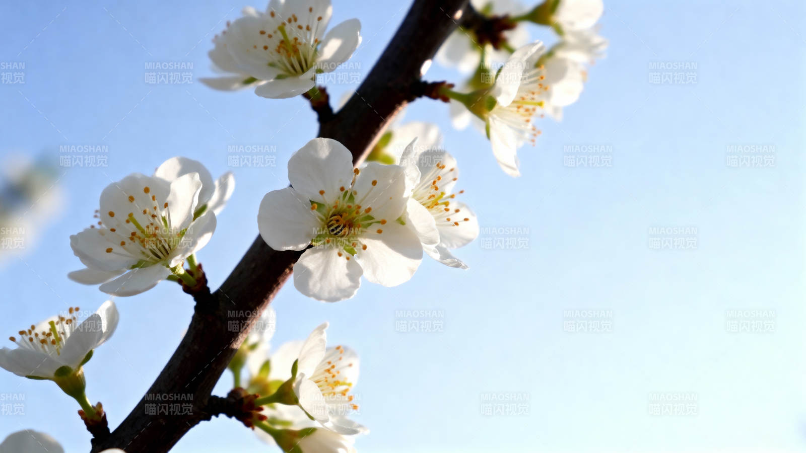 枝头白花映蓝天图片