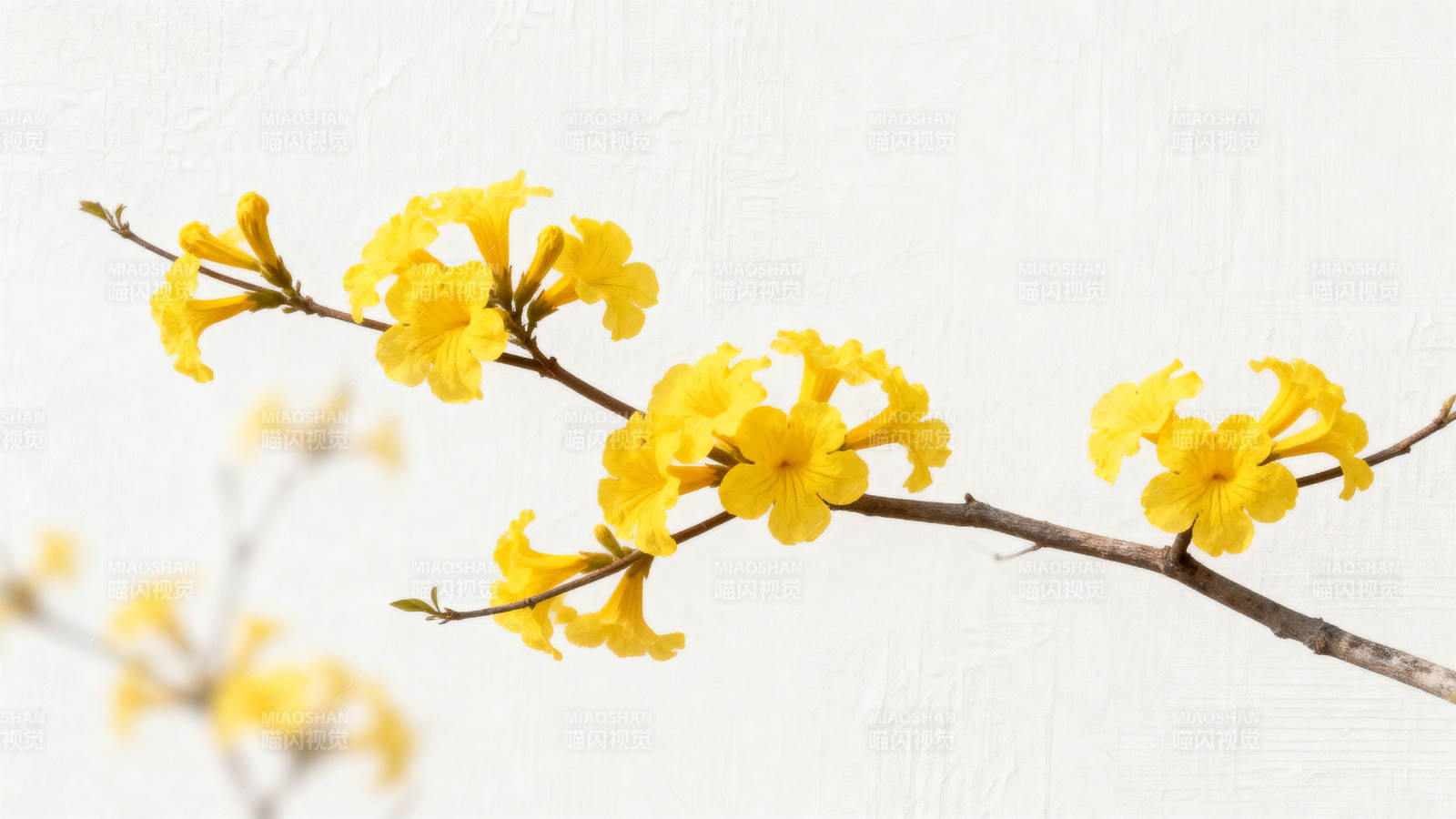 黄花枝头春意浓图片