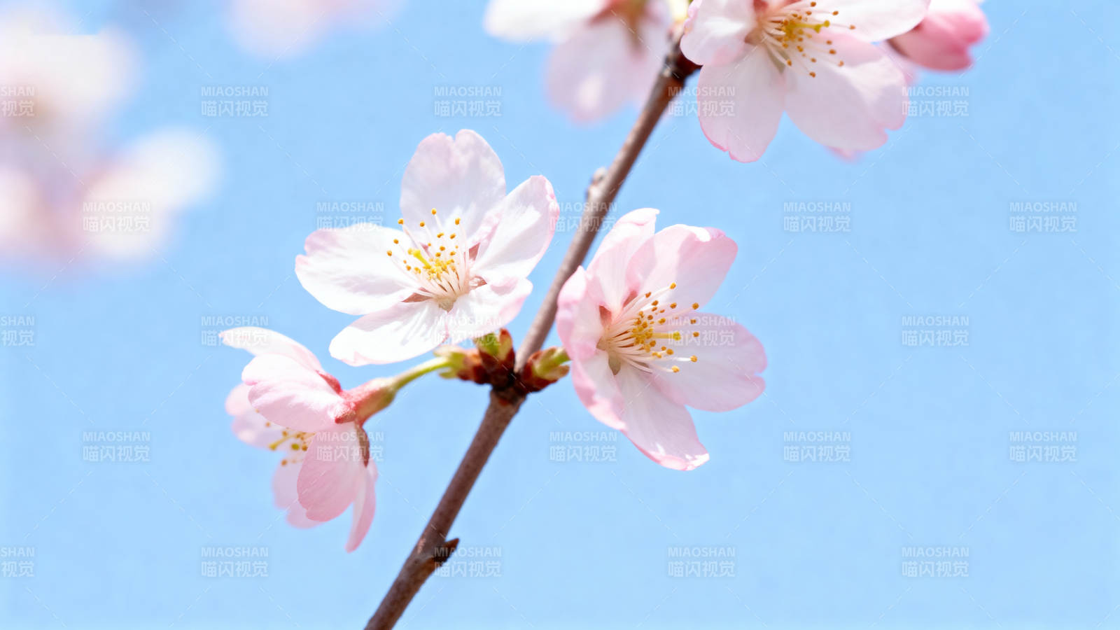 樱花绽放 蓝天映衬美图片