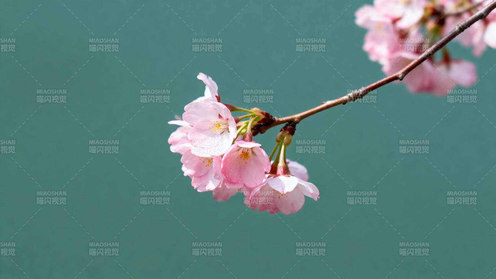 粉樱枝头绽 春意正浓时图片