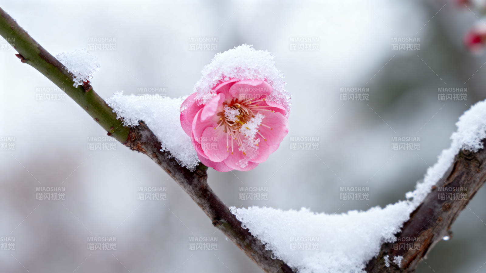 雪中粉梅傲然绽放图片