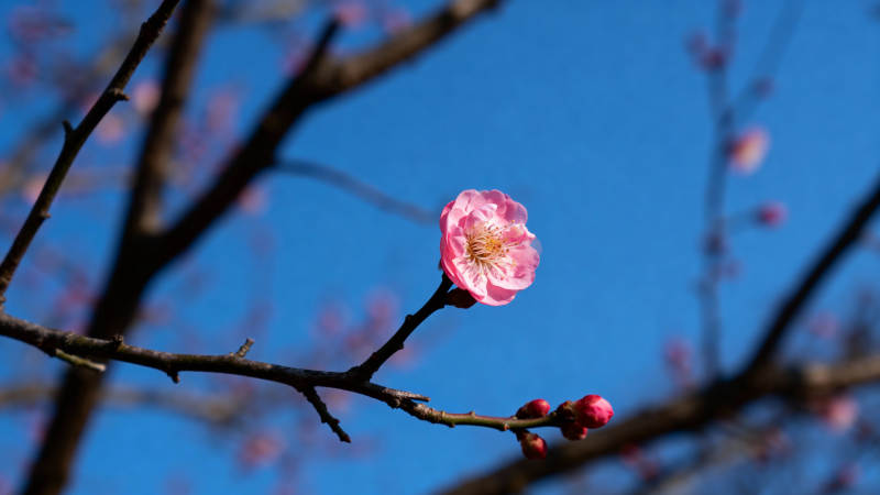 蓝天映衬粉梅绽放图片
