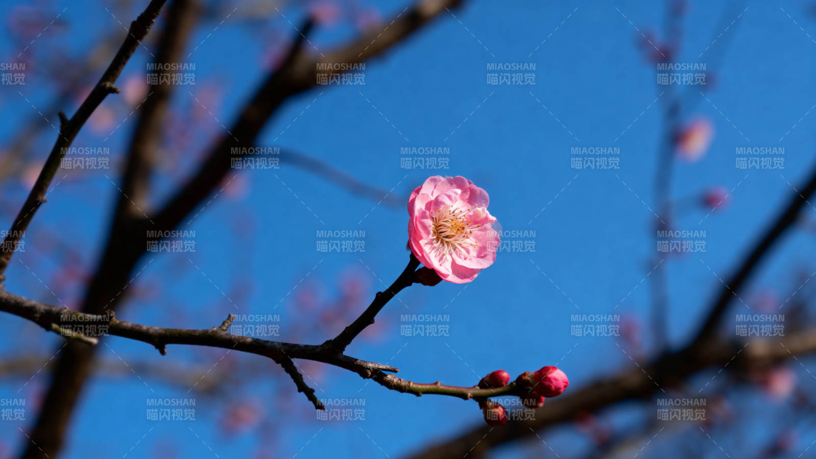 蓝天映衬粉梅绽放图片