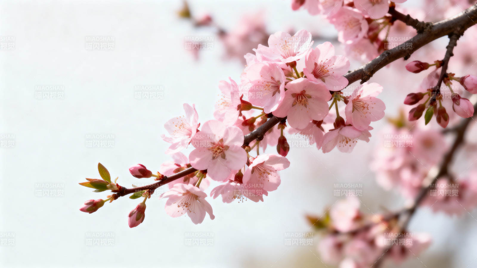 樱花枝头绽放 春意盎然图片