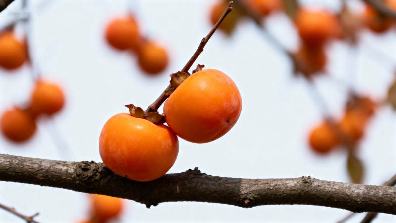 枝头柿子红 秋意浓图片