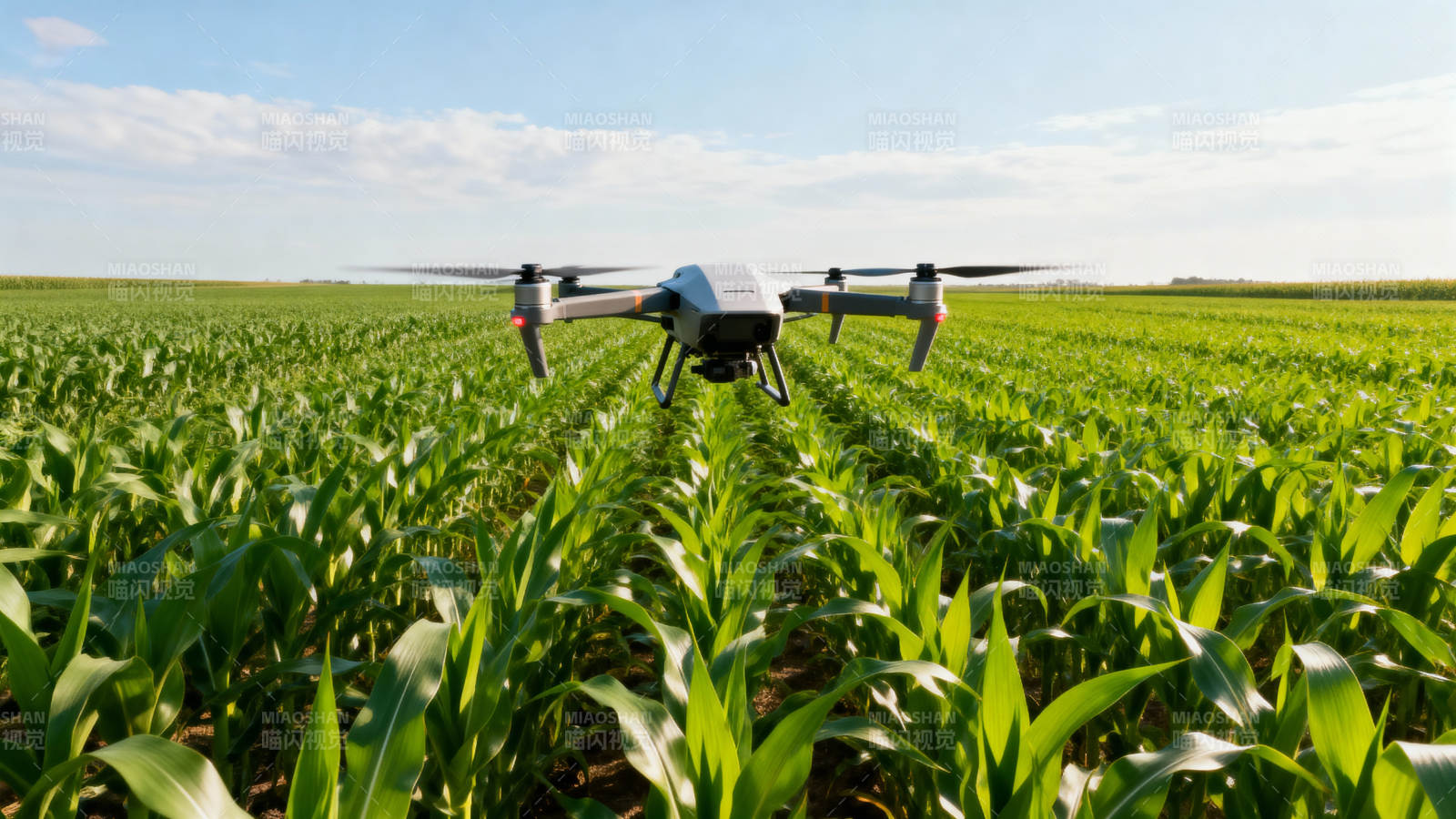 无人机巡田 智慧农业新图景图片