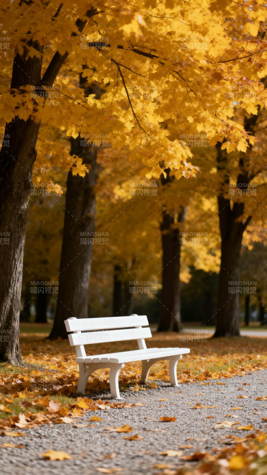 秋日黄叶下的白色长椅图片