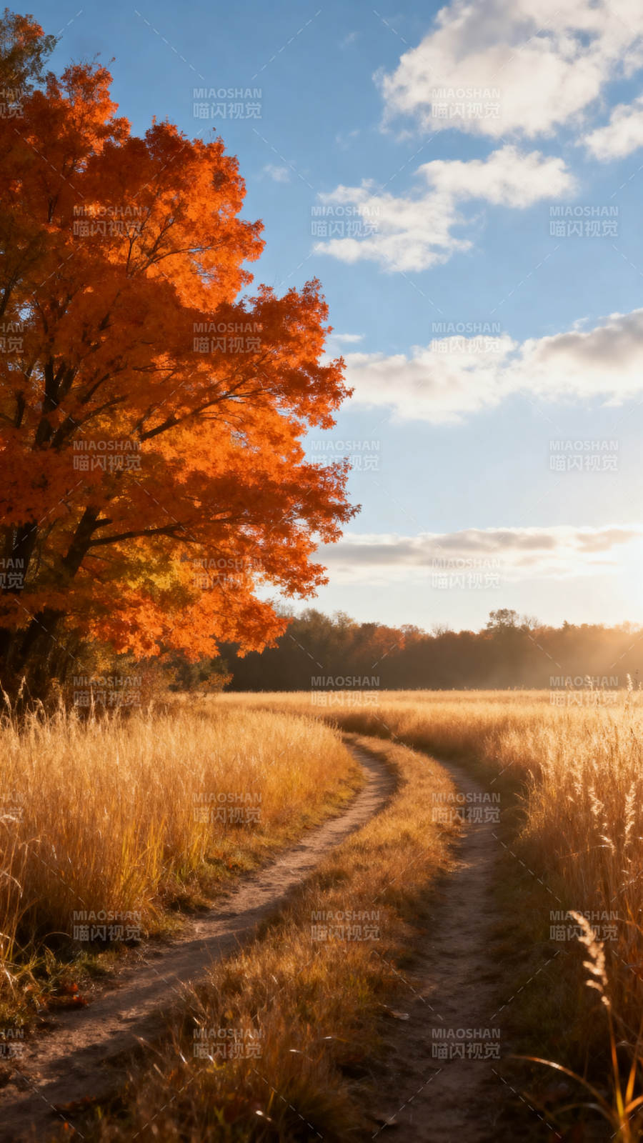 秋日小径 橙叶映蓝天图片