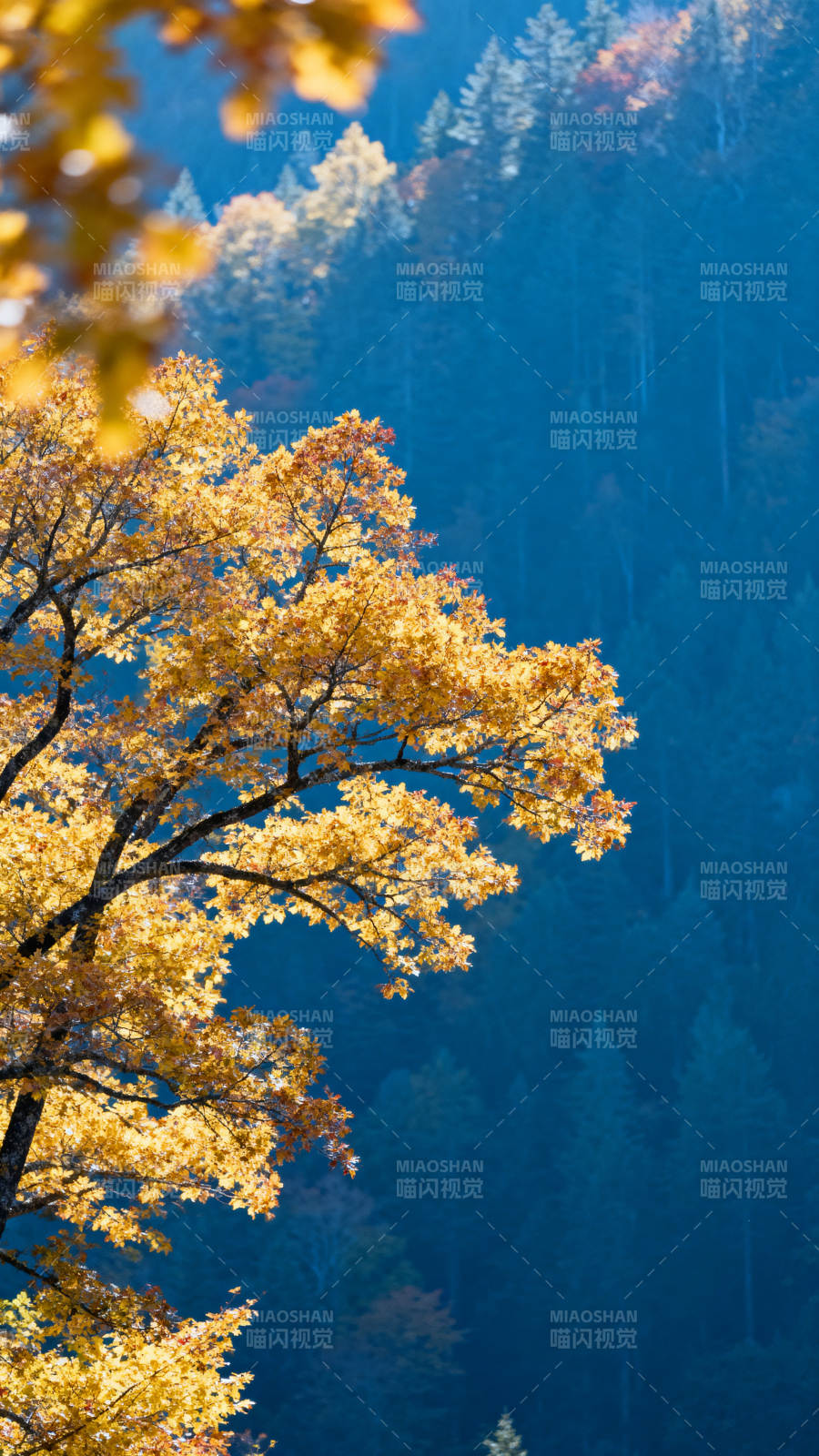 秋叶映蓝山 金黄醉人心图片