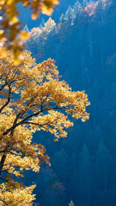 秋叶映蓝山 金黄醉人心图片
