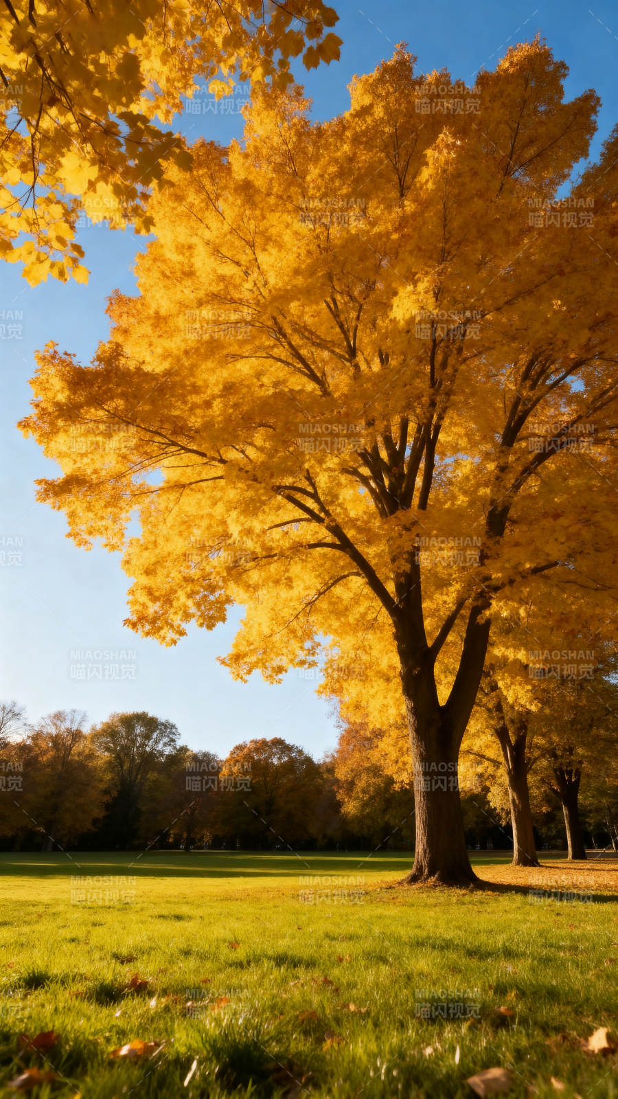 秋日金树映蓝天图片