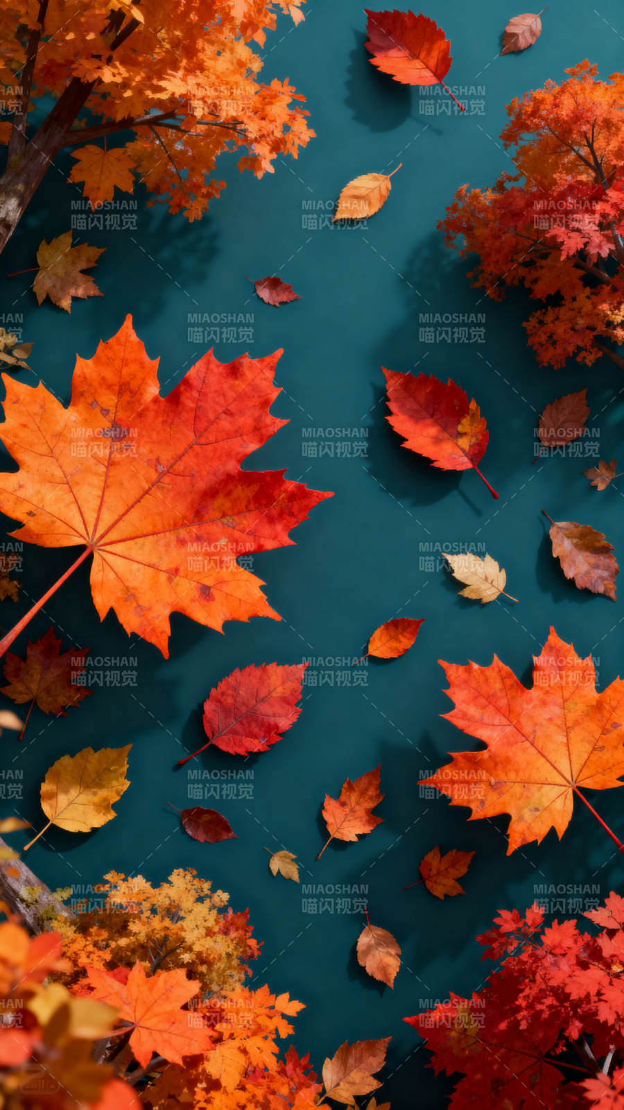 秋叶飘零 静美如画图片