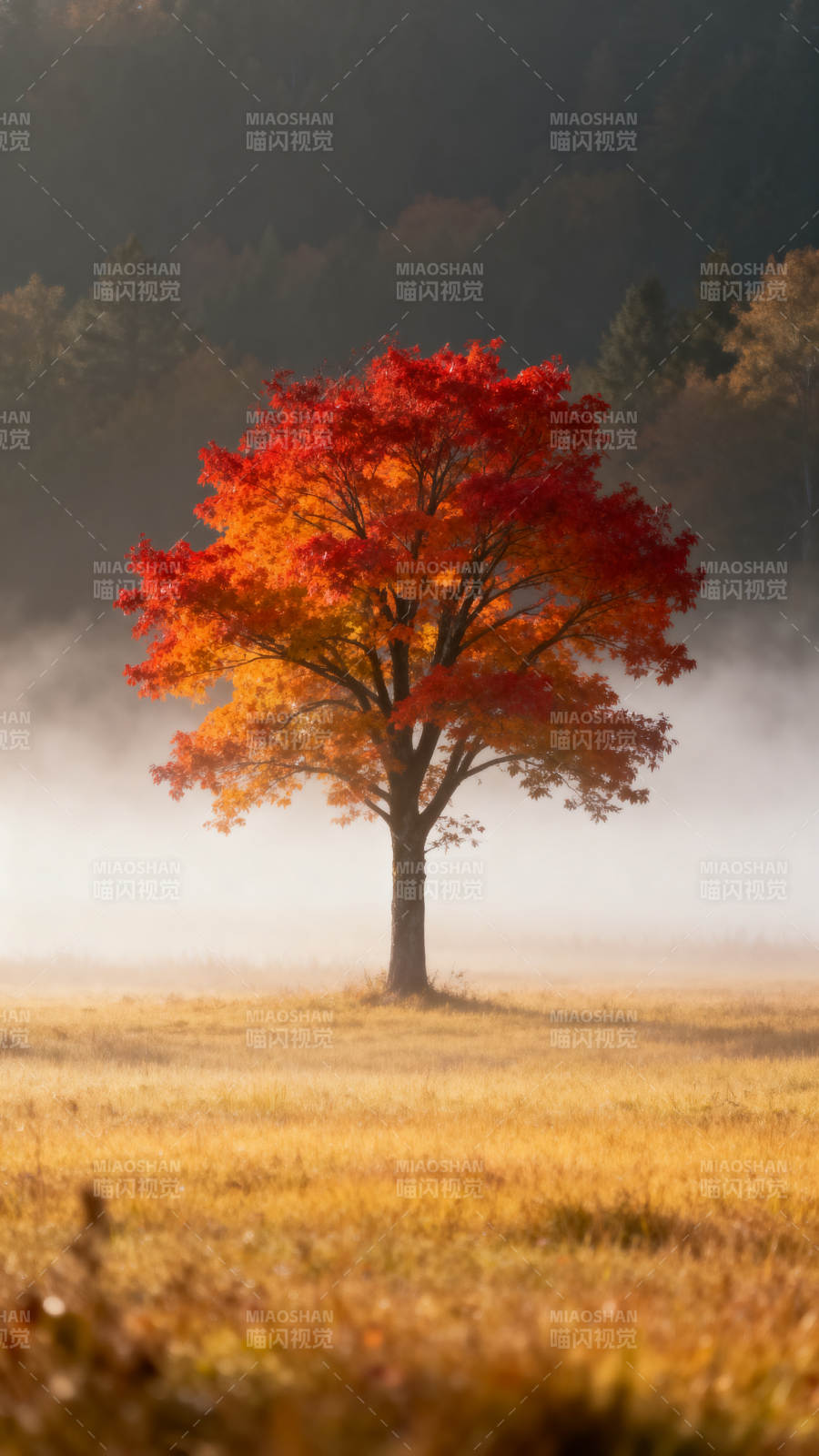 秋雾红树 孤影燃金野图片