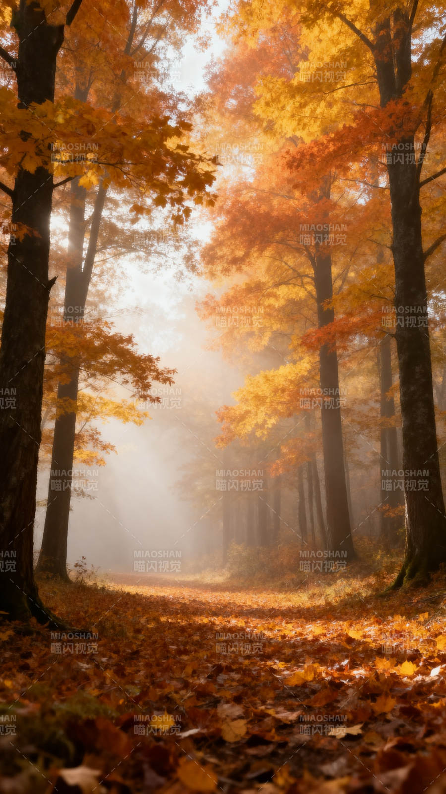 秋林雾径 金叶铺地图片