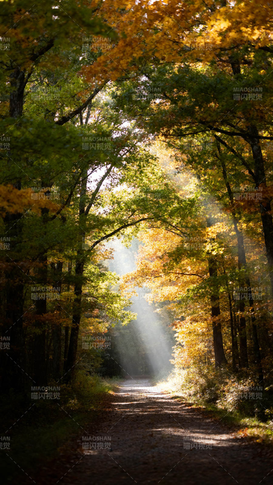 秋林光径 金叶铺幽途图片