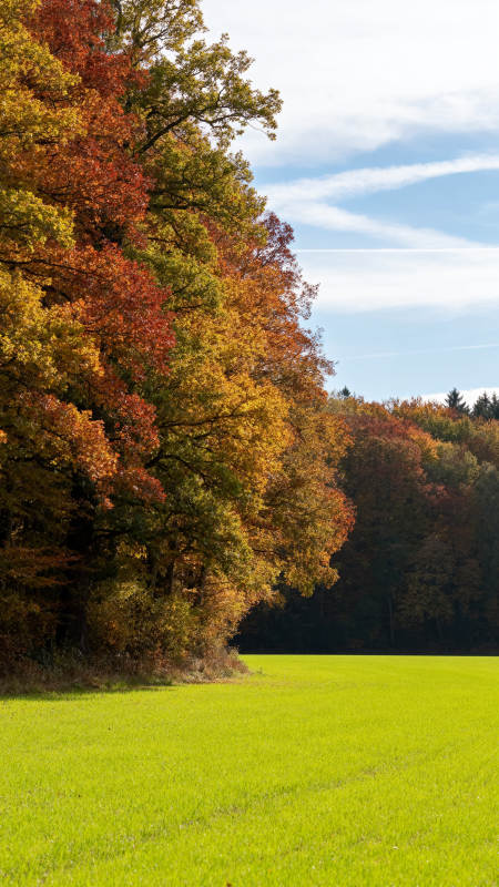 秋色斑斓 绿野映林梢图片