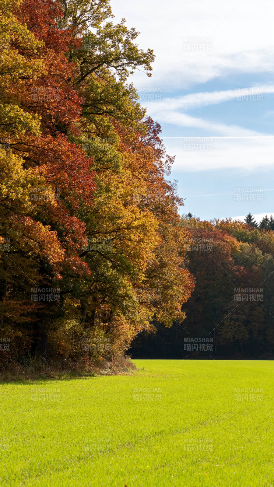 秋色斑斓 绿野映林梢图片