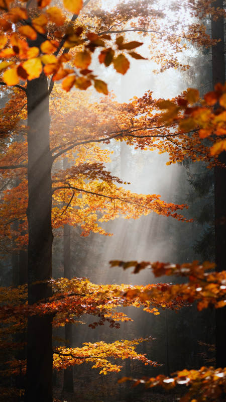 秋日林间 光穿叶隙图片