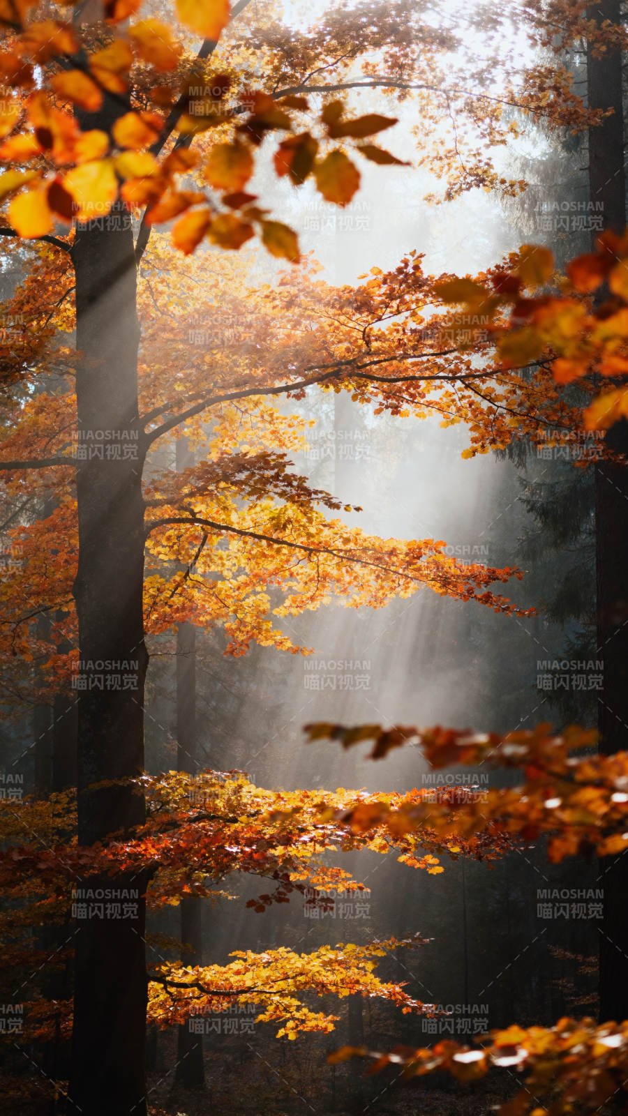 秋日林间 光穿叶隙图片