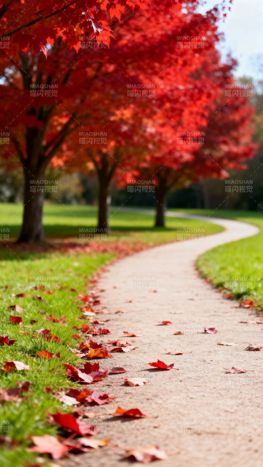 秋日红枫小径 落叶铺满路图片