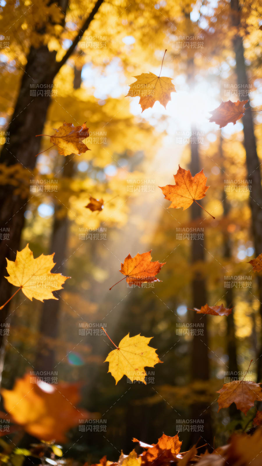 秋日林间 金叶飞舞图片
