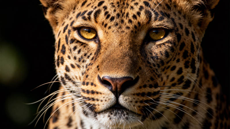 豹眼如炬 凝视前方图片