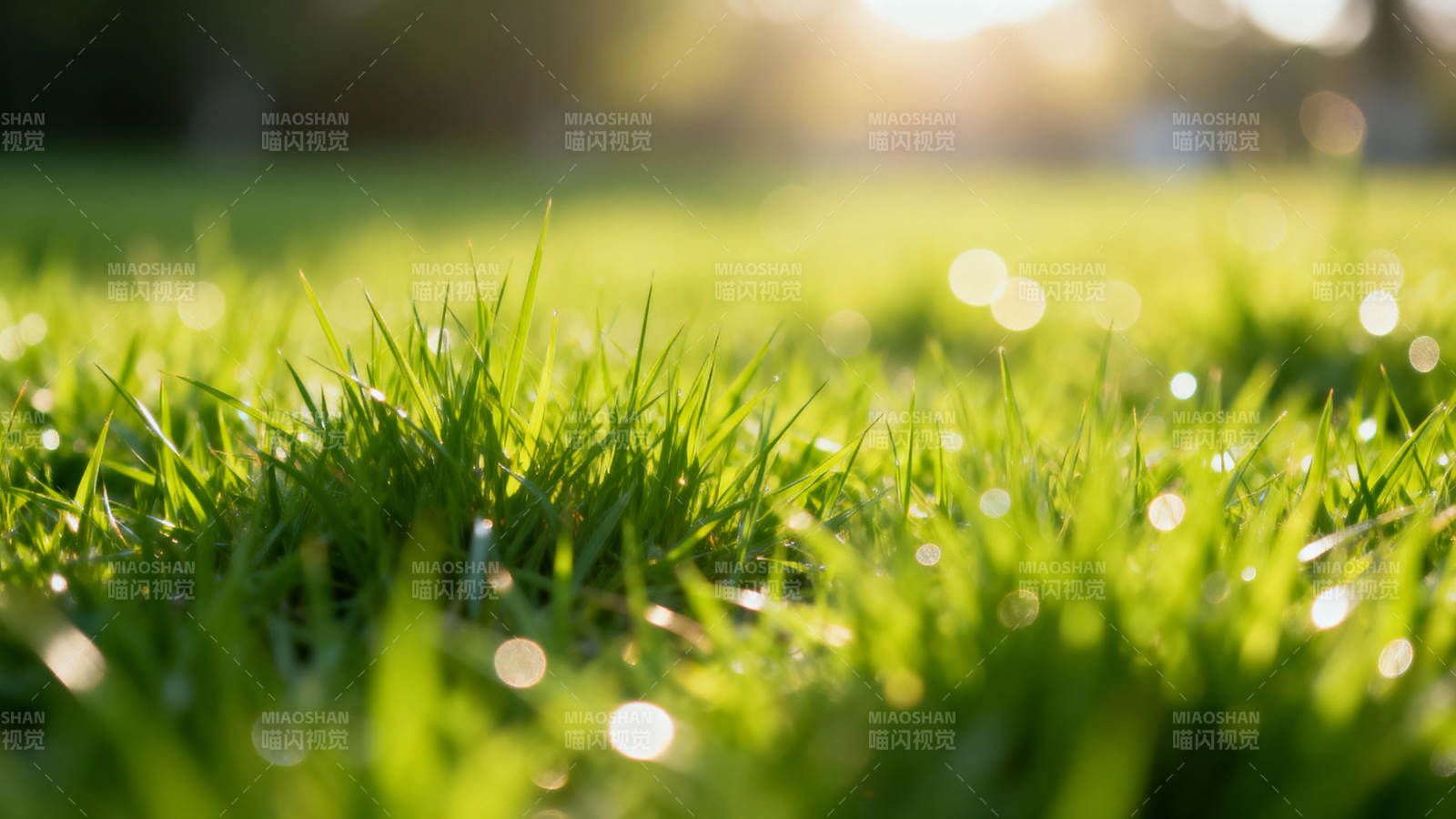 晨光露珠映绿草图片