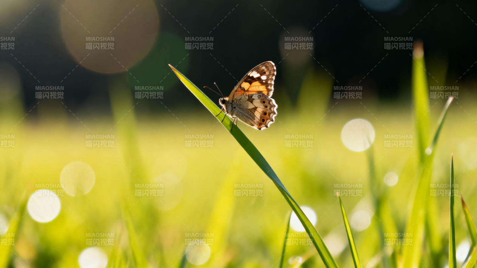 蝶栖草尖 晨光微露图片