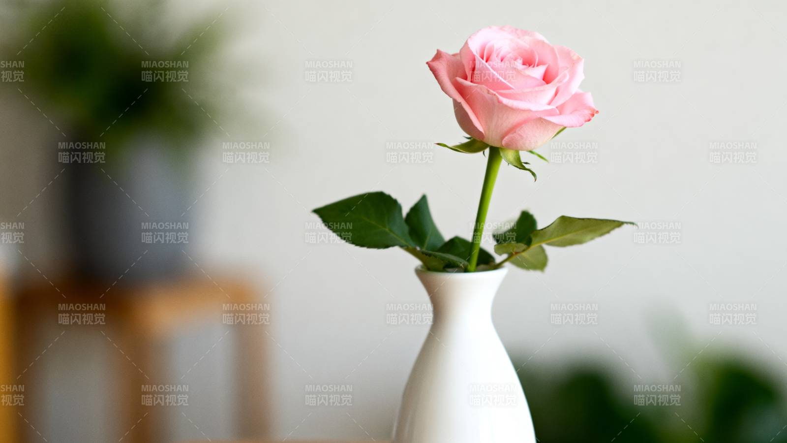 粉玫瑰静插白瓷瓶图片