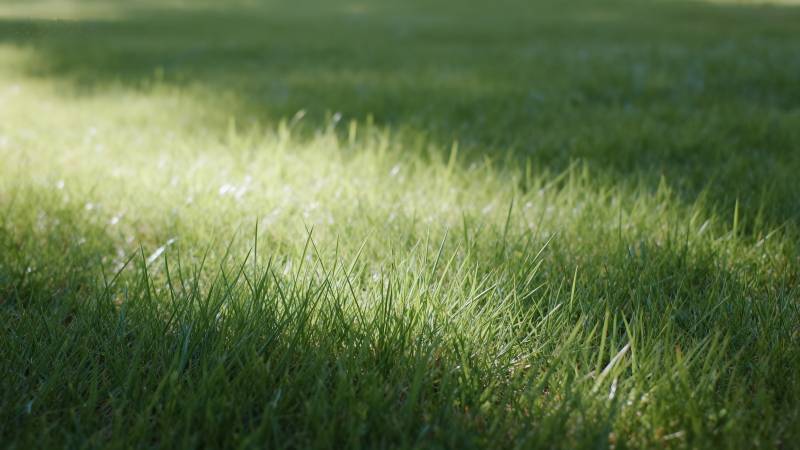 阳光洒落 绿草如茵图片