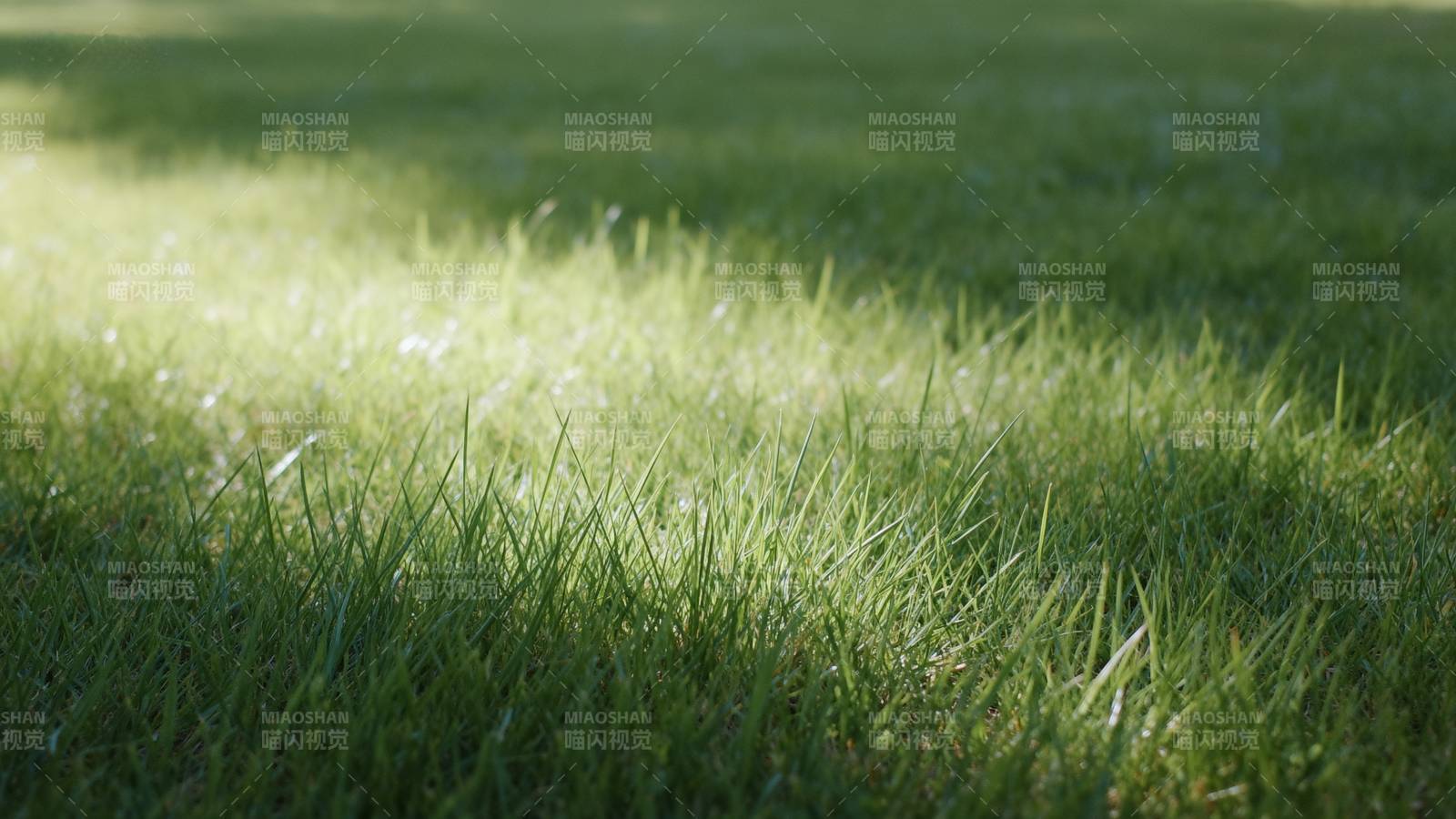 阳光洒落 绿草如茵图片