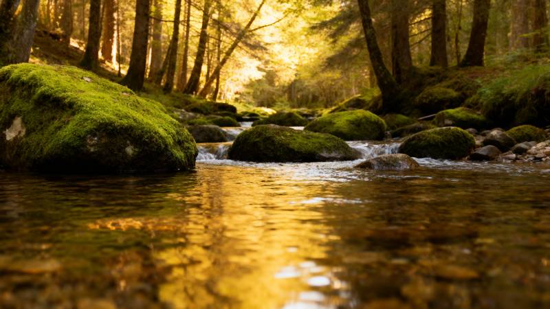 林间溪流 金光洒落图片