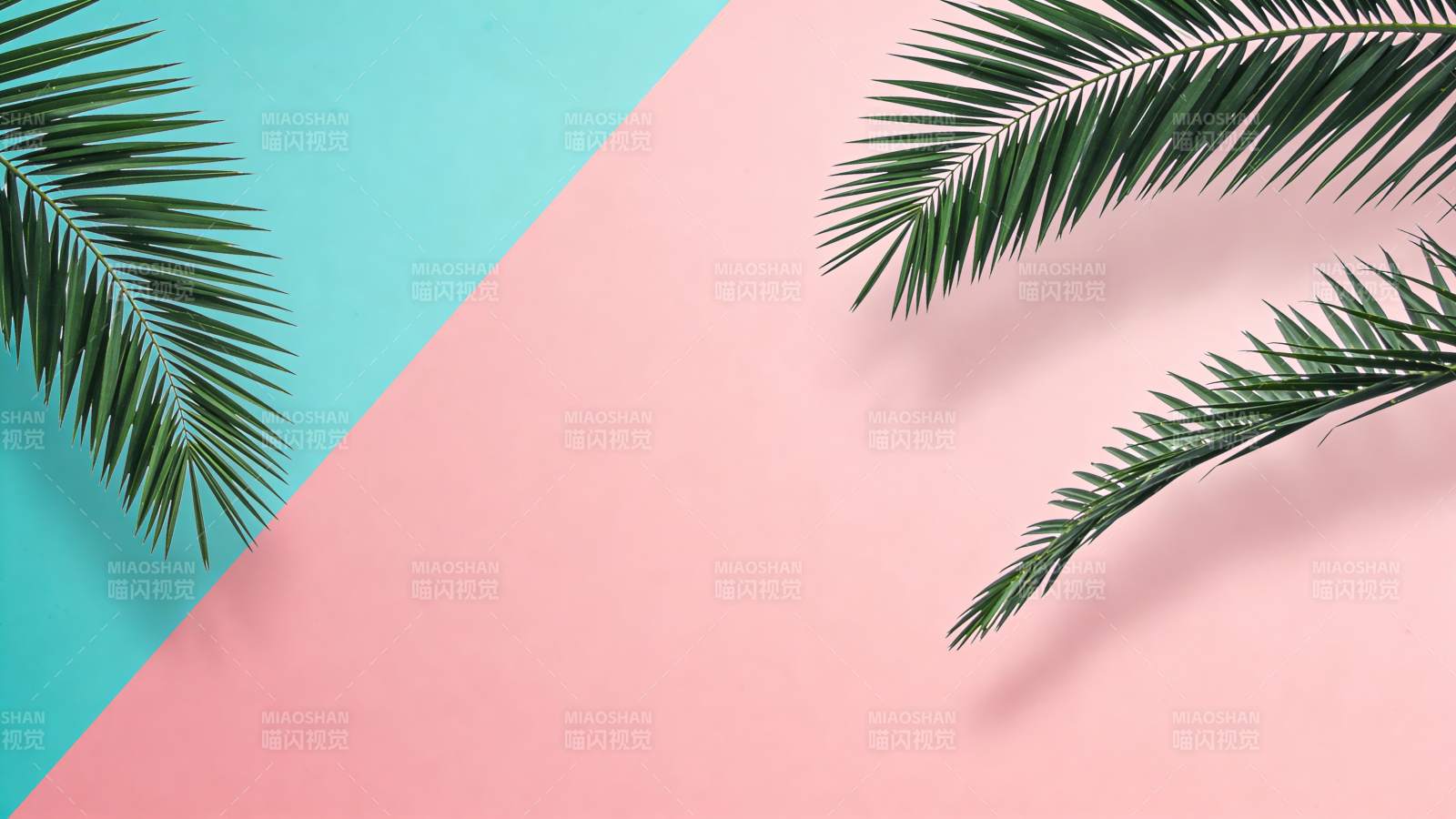 棕榈叶撞色背景图图片
