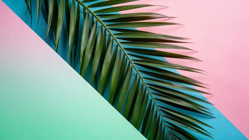 粉绿撞色棕榈叶图片