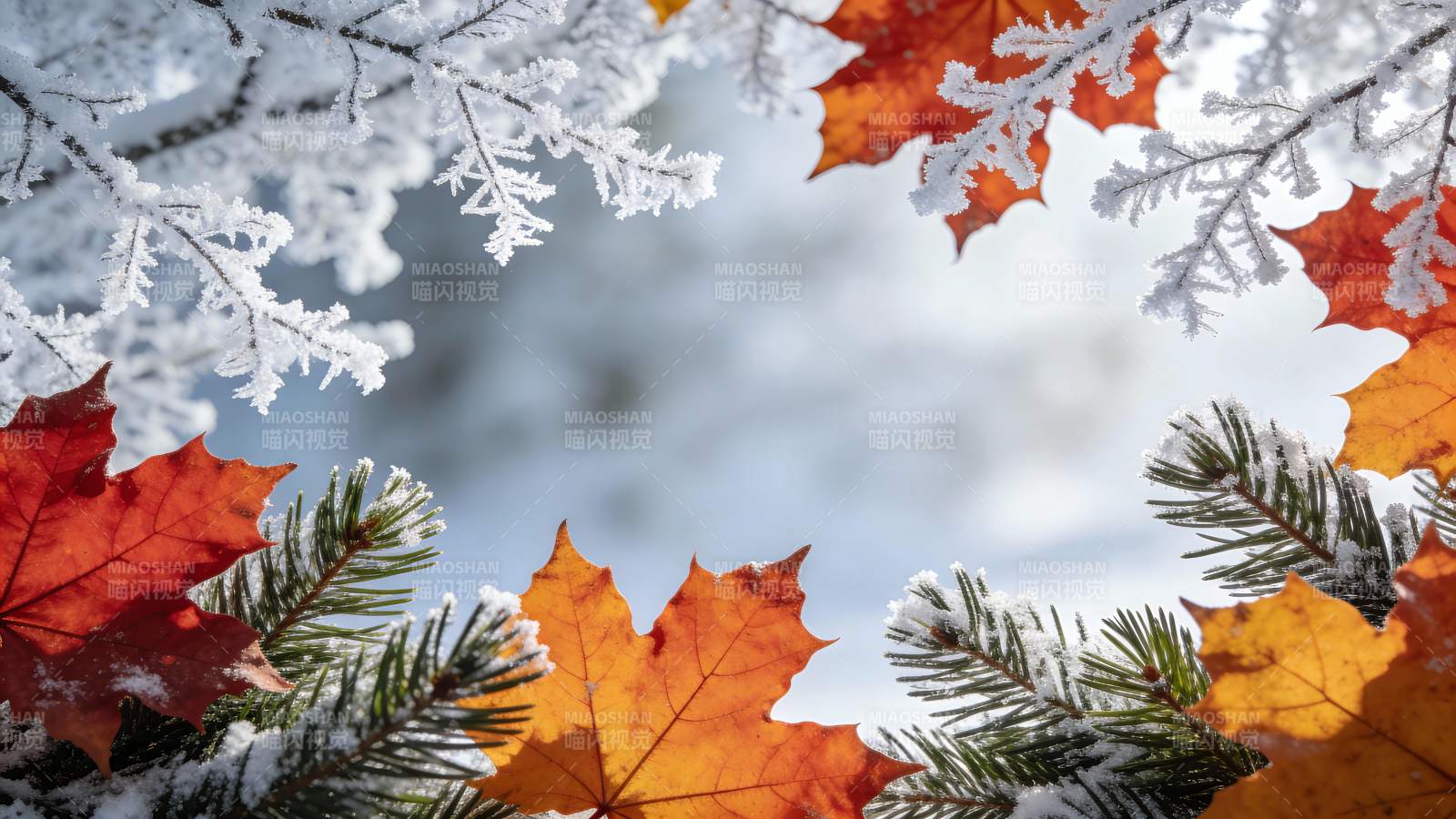 霜叶映雪 秋冬交融美图片
