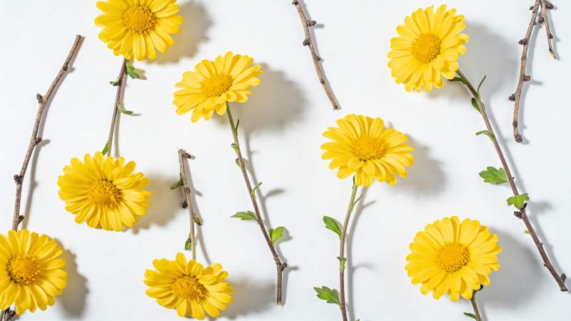 黄花枝影 清新自然风图片