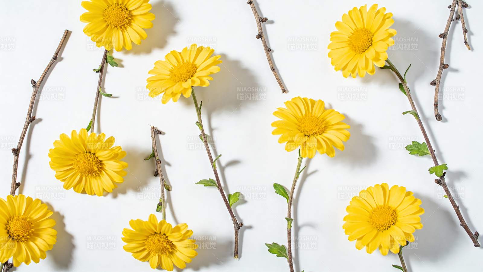 黄花枝影 清新自然风图片