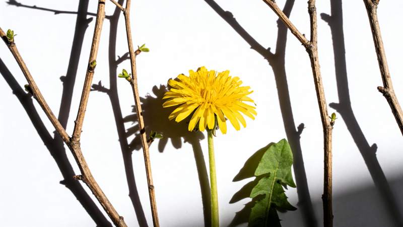 枯枝间一朵黄花绽放图片