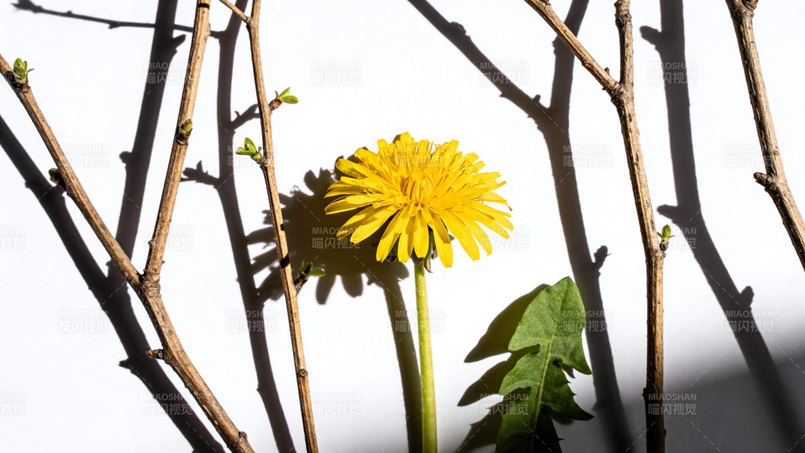 枯枝间一朵黄花绽放图片