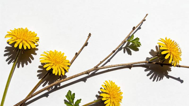 黄花枝影 简约自然美图片