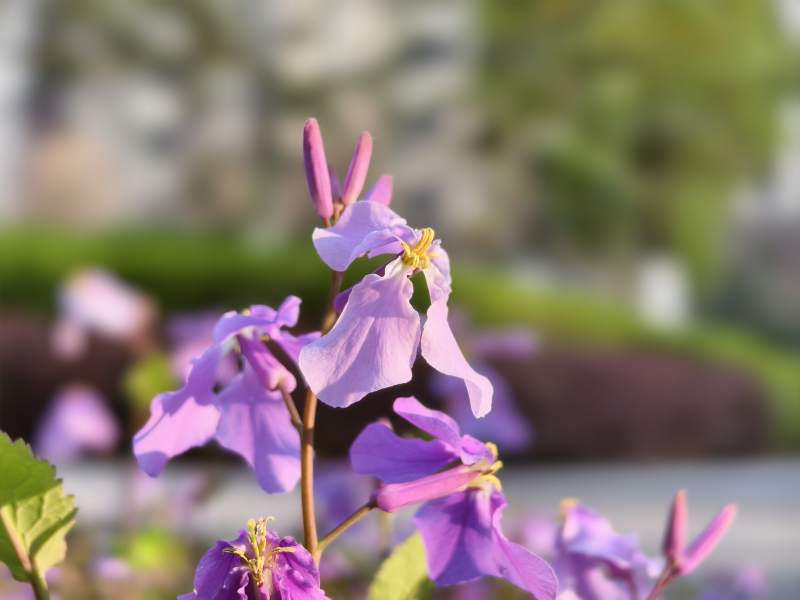 紫花绽放 春意盎然图片