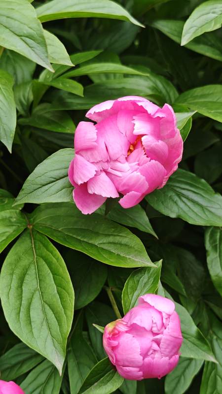 粉芍药绽放绿叶间图片